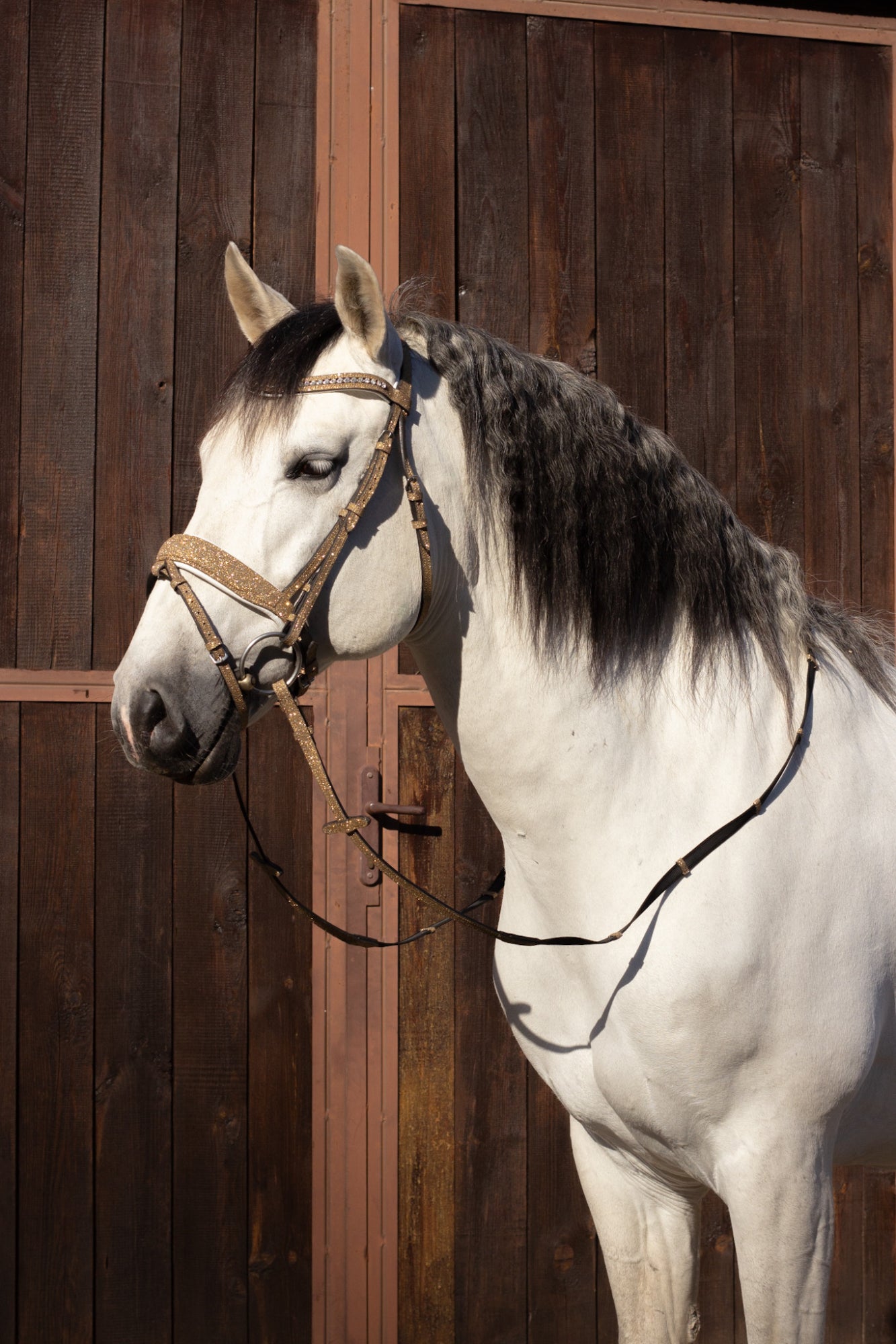 Brokatowe Ogłowie Glitter Gold Savio Equestrian