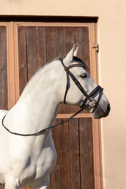Brokatowe Ogłowie Glitter Black Savio Equestrian