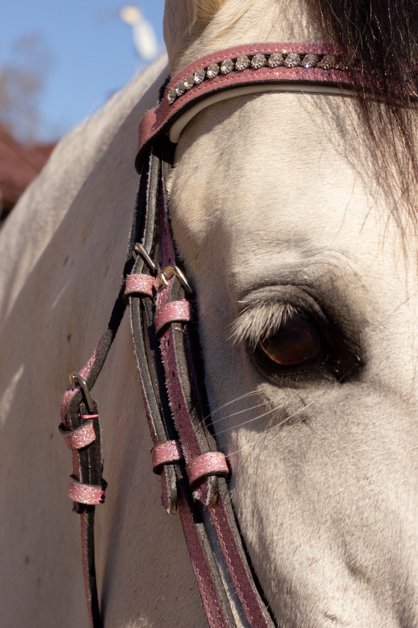 Brokatowe Ogłowie Glitter Pink Savio Equestrian