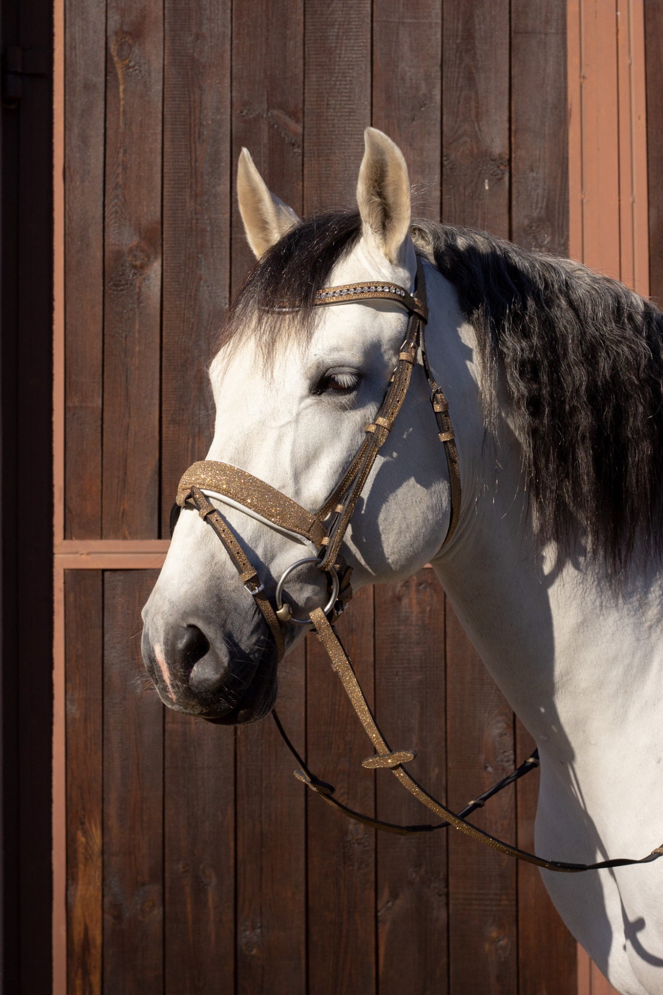 Brokatowe Ogłowie Glitter Gold Savio Equestrian