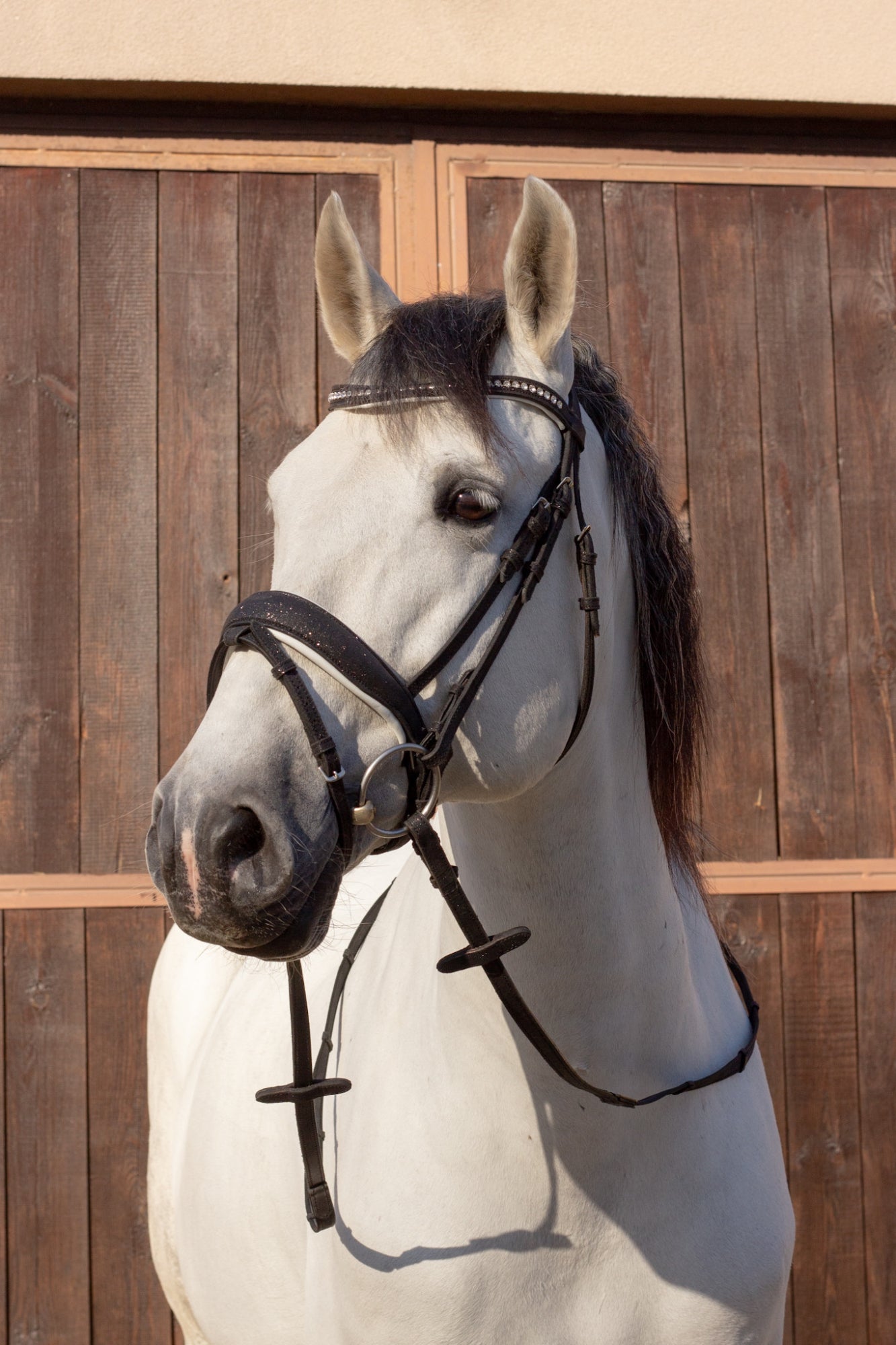 Brokatowe Ogłowie Glitter Black Savio Equestrian